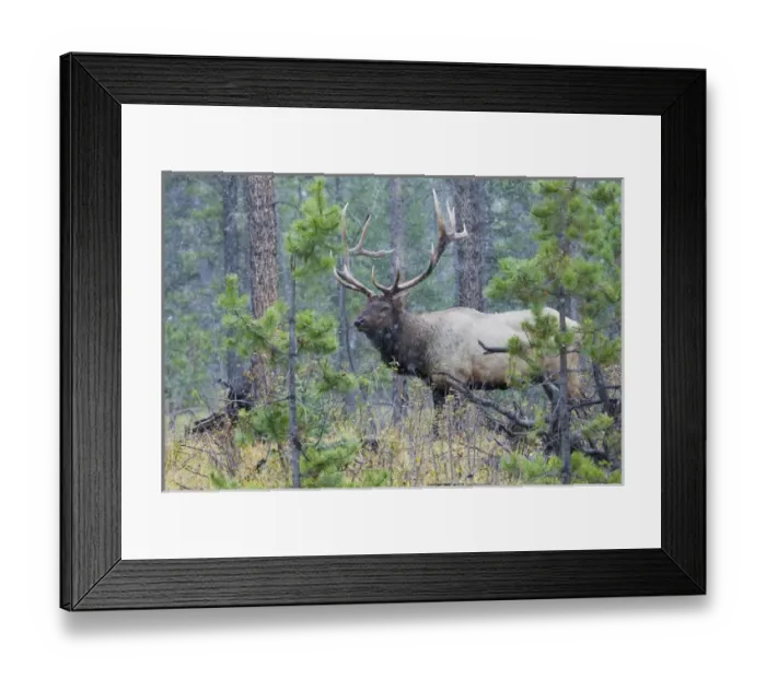 Framed Print : Rocky Mountain Bull Elk Framed Print : Rocky Mountain Bull Elk