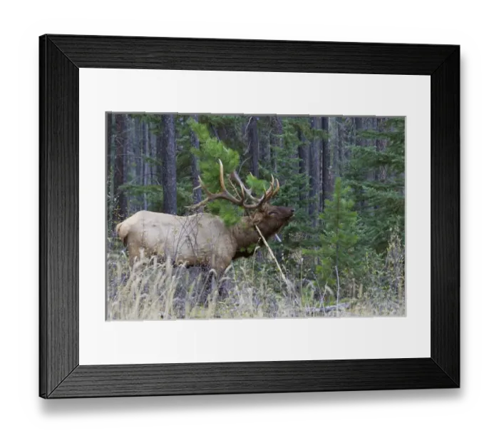Framed Print : Rocky Mountain Bull Elk Framed Print : Rocky Mountain Bull Elk