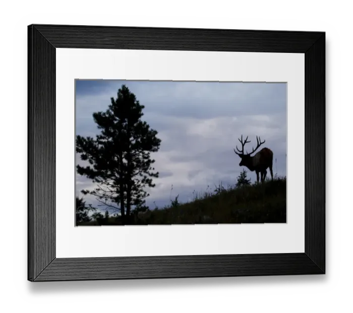 Framed Print : Rocky Mountain Bull Elk at Dusk Framed Print : Rocky Mountain Bull Elk at Dusk