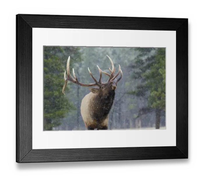 Framed Print : Rocky Mountain Bull Elk, autumn snow