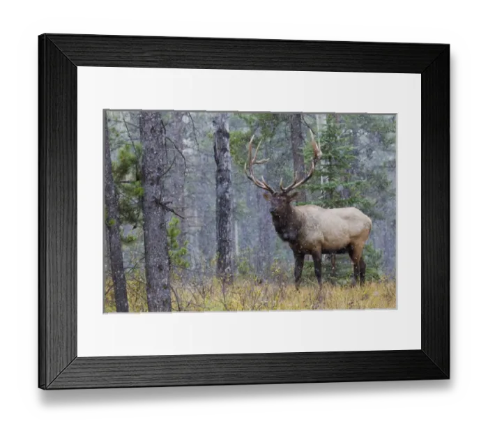 Framed Print : Rocky Mountain Bull Elk, autumn snow