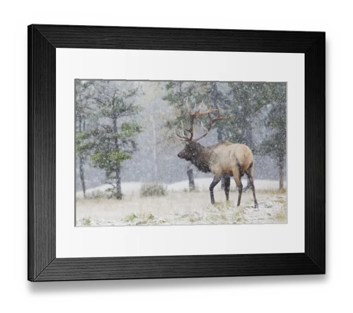 Framed Print : Rocky Mountain Bull Elk, autumn snow
