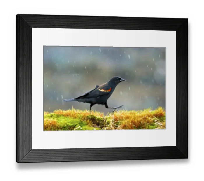 Framed Print : The red-winged blackbird (Agelaius phoeniceus). Caught in a spring snow shower Framed Print : The red-winged blackbird (Agelaius phoeniceus). Caught in a spring snow shower