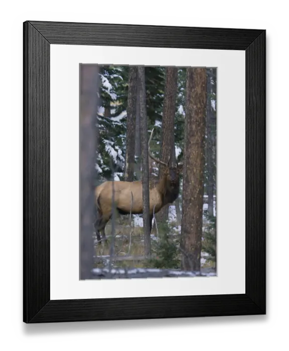 Framed Print : Rocky Mountain Bull Elk, autumn snow Framed Print : Rocky Mountain Bull Elk, autumn snow