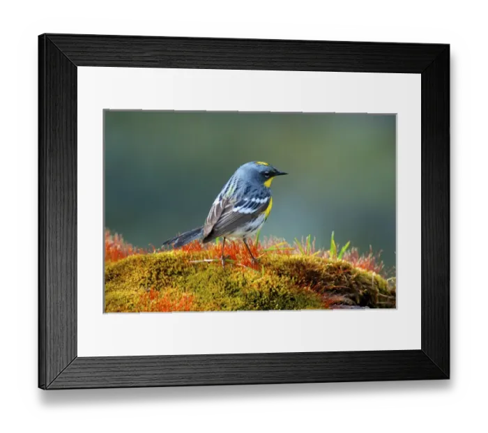Framed Print : The Audubons warbler (Setophaga auduboni or Setophaga coronata auduboni) is