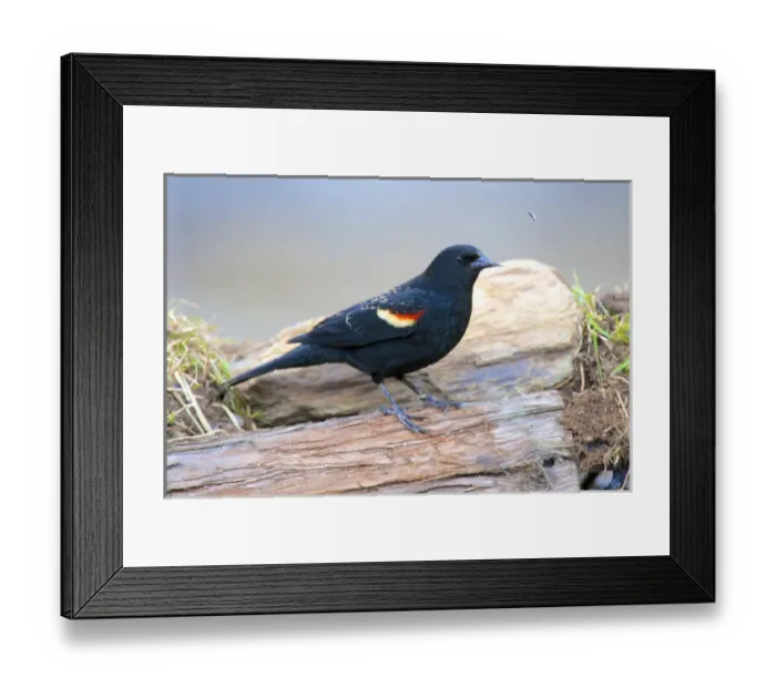 Framed Print : The red-winged blackbird (Agelaius phoeniceus). Male