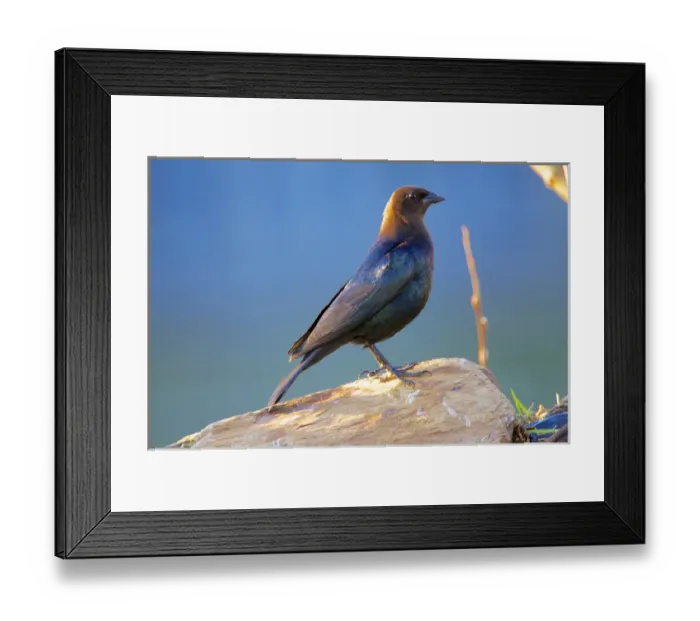 Framed Print : The brown-headed cowbird (Molothrus ater) is a small brood parasitic icterid of temperate Framed Print : The brown-headed cowbird (Molothrus ater) is a small brood parasitic icterid of temperate