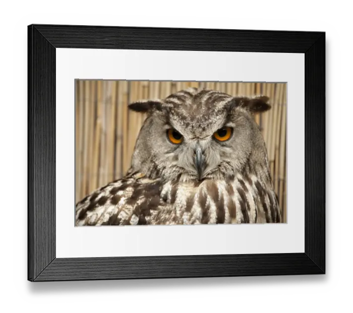 Framed Print : Horned Owl portrait Framed Print : Horned Owl portrait
