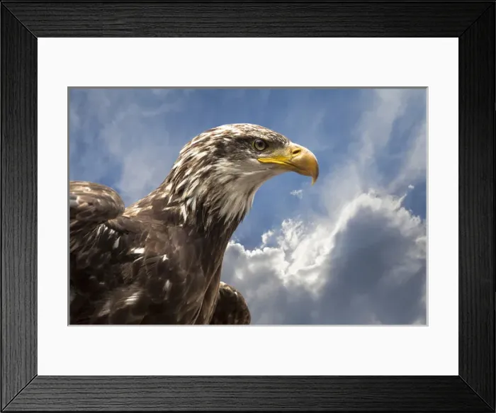 Framed Print : Eagle portrait
