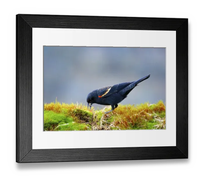 Framed Print : The red-winged blackbird (Agelaius phoeniceus) Framed Print : The red-winged blackbird (Agelaius phoeniceus)