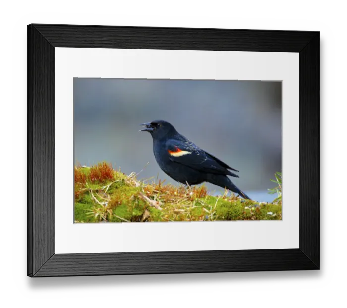 Framed Print : The red-winged blackbird (Agelaius phoeniceus)