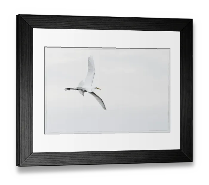Framed Print : A large wingspan of a snowy egret in flight