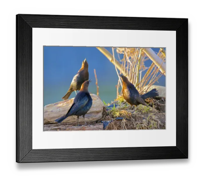Framed Print : The brown-headed cowbird (Molothrus ater) is a small brood parasitic icterid of temperate Framed Print : The brown-headed cowbird (Molothrus ater) is a small brood parasitic icterid of temperate