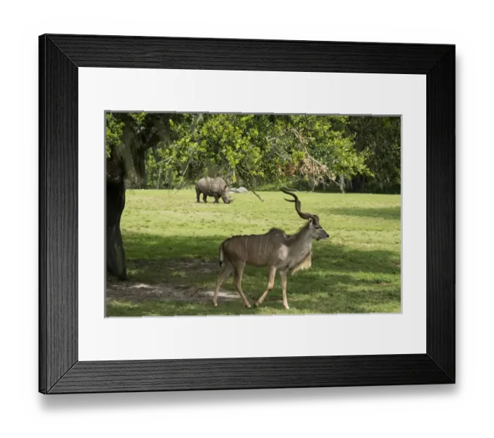 Framed Print : A Kudu and a Rhinoceros sharing the grassland Framed Print : A Kudu and a Rhinoceros sharing the grassland