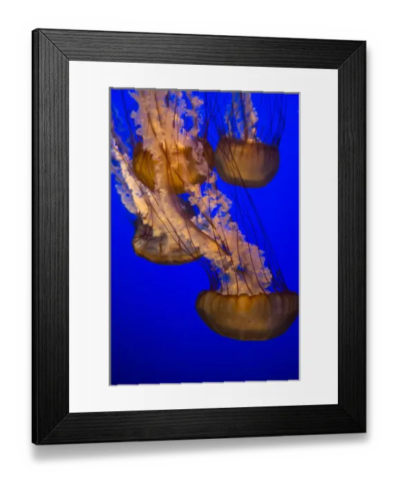 Framed Print : Jellyfish undulating in deep blue water