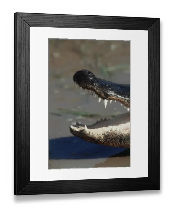 Framed Print : Southwestern United States, AmeraicanaAlligatora(Alligatoramississippiensis) Framed Print : Southwestern United States, AmeraicanaAlligatora(Alligatoramississippiensis)