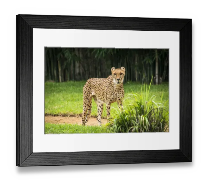 Framed Print : Cheetah standing intensely looking