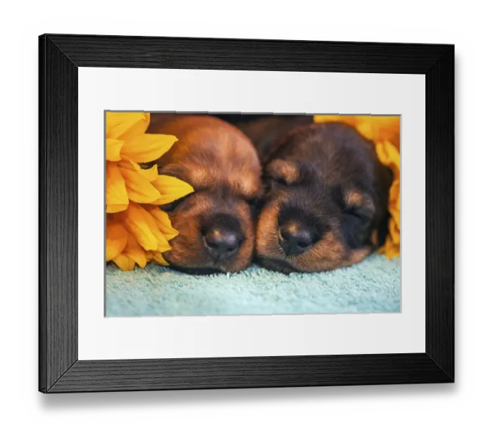 Framed Print : Sleeping Doxen Puppies, Yucca Valley, California Framed Print : Sleeping Doxen Puppies, Yucca Valley, California
