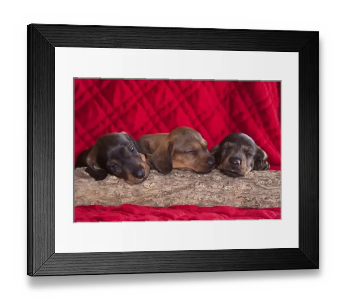 Framed Print : Sleeping Doxen Puppies, Yucca Valley, California