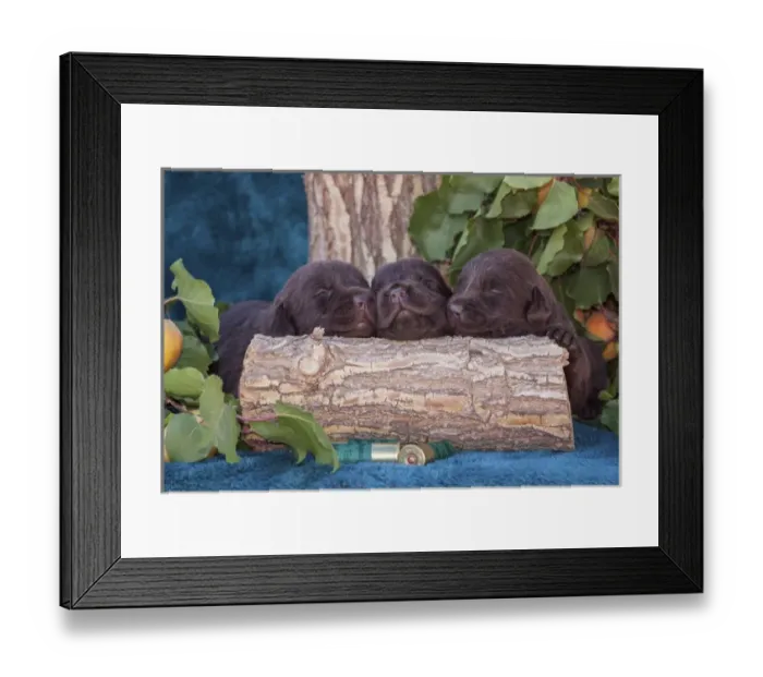 Framed Print : Pile of Sleeping Labrador Retriever Puppies, Phelan, California Framed Print : Pile of Sleeping Labrador Retriever Puppies, Phelan, California