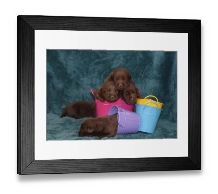 Framed Print : Pile of Sleeping Labrador Retriever Puppies, Phelan, California Framed Print : Pile of Sleeping Labrador Retriever Puppies, Phelan, California