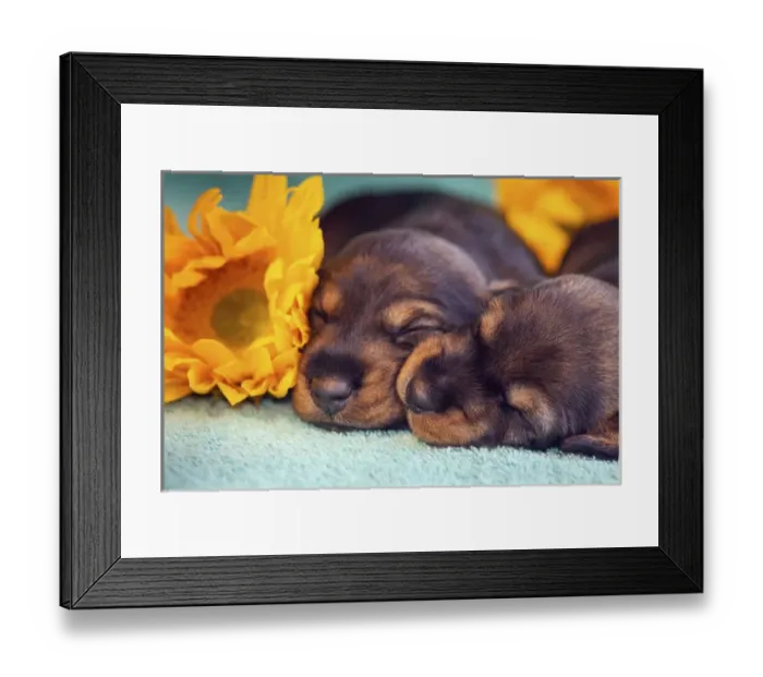 Framed Print : Sleeping Doxen Puppies, Yucca Valley, California Framed Print : Sleeping Doxen Puppies, Yucca Valley, California