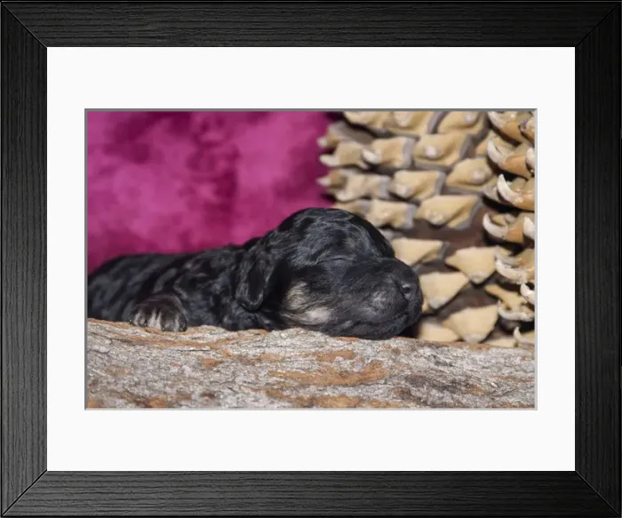 Framed Print : Sleeping Standard Poodles Puppy, California Framed Print : Sleeping Standard Poodles Puppy, California