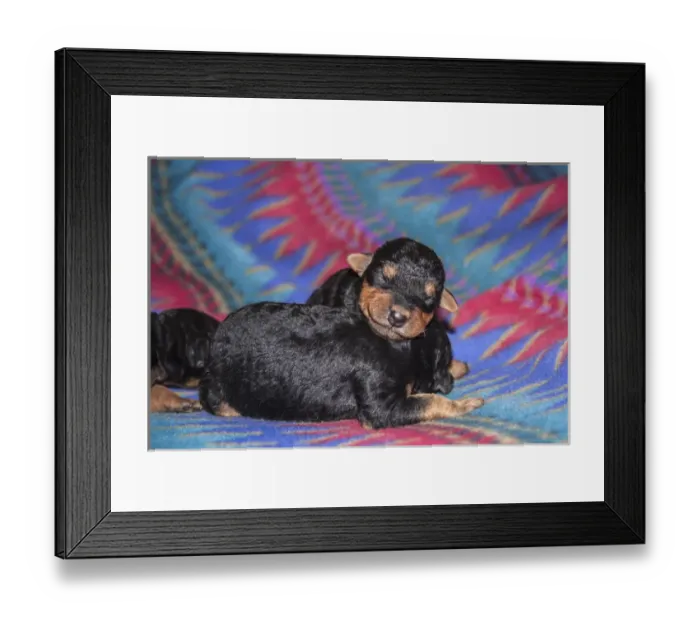 Framed Print : Sleeping Airedale Puppies, McIntosh, New Mexico Framed Print : Sleeping Airedale Puppies, McIntosh, New Mexico