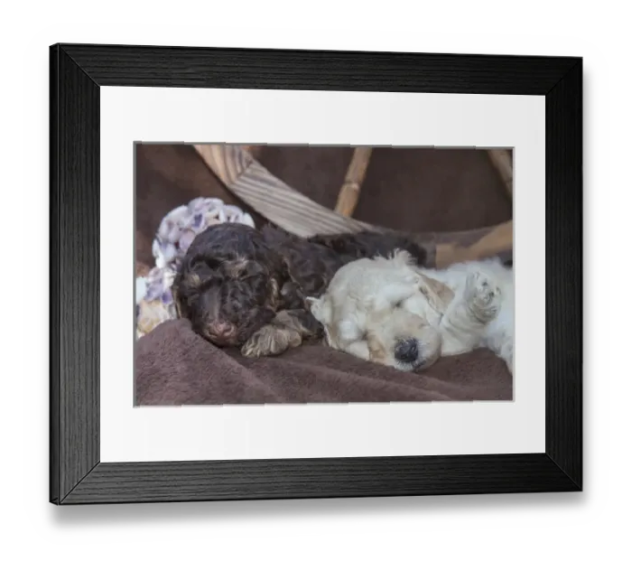 Framed Print : Sleeping Standard Poodles Puppies Framed Print : Sleeping Standard Poodles Puppies