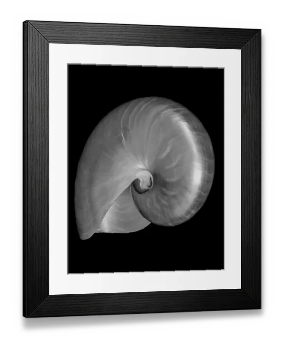 Framed Print : USA Nautilus Oblique Framed Print : USA Nautilus Oblique