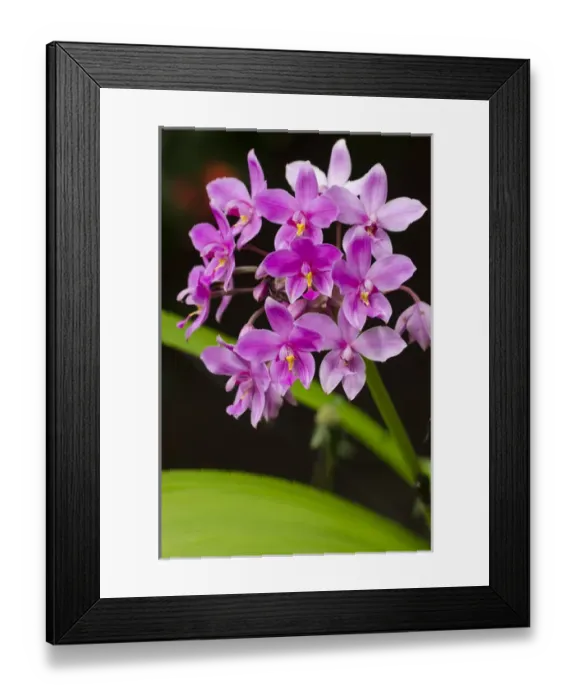 Framed Print : Orchid, Bouma National Heritage Park, Fiji. South Pacific