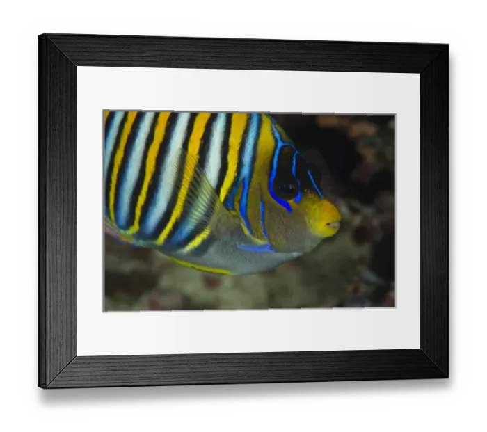 Framed Print : Regal Angelfish (Pygoplites diacanthus) Rainbow Reef Fiji. South Pacific Framed Print : Regal Angelfish (Pygoplites diacanthus) Rainbow Reef Fiji. South Pacific