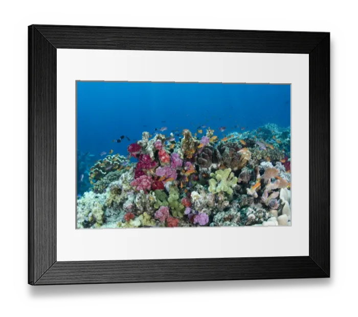 Framed Print : Scalefin Anthias (Pseudanthias squamipinnis) and diverse coral reef, Fiji. South Pacific