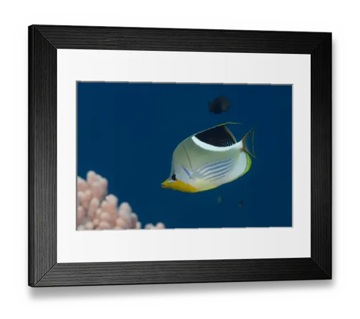 Framed Print : Saddled Butterflyfish (Chaetodon ephippium), Rainbow Reef, Fiji. South Pacific