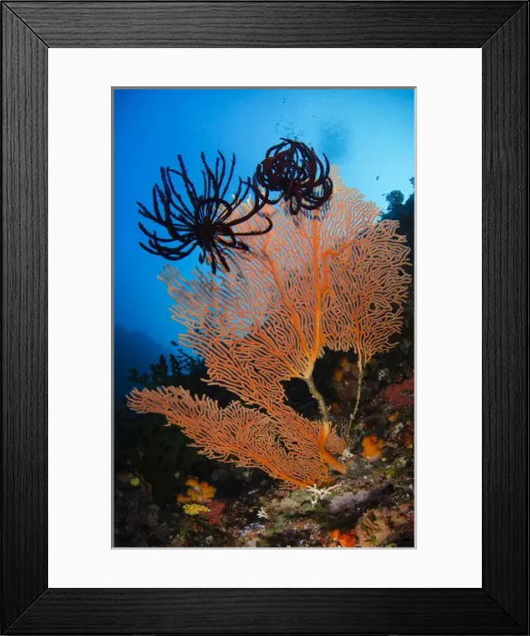 Framed Print : Sea Fan (Gorgonia) & Feather Star (Crinoidea), Rainbow Reef Fiji. South Pacific