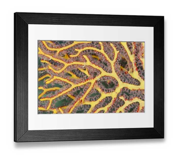 Framed Print : Sea Fan Gorgonia (Gorgonia), Rainbow Reef, Fiji. South Pacific Framed Print : Sea Fan Gorgonia (Gorgonia), Rainbow Reef, Fiji. South Pacific