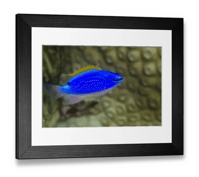 Framed Print : South Seas Devil Damselfish (Chrysiptera Taupou), Coral Reef, Koro Island, Fiji Framed Print : South Seas Devil Damselfish (Chrysiptera Taupou), Coral Reef, Koro Island, Fiji