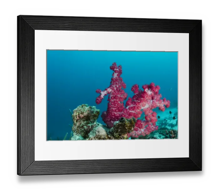 Framed Print : Soft Coral (Dendronephthya sp. ), Rainbow Reef, Fiji. South Pacific