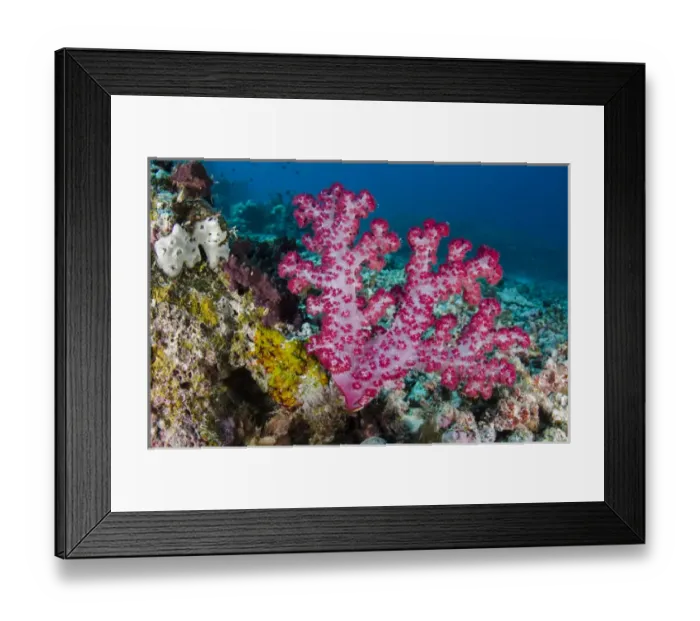 Framed Print : Soft Coral (Dendronephthya sp. ), Rainbow Reef, Fiji. South Pacific Framed Print : Soft Coral (Dendronephthya sp. ), Rainbow Reef, Fiji. South Pacific