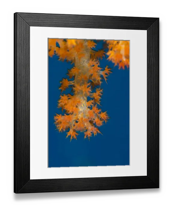 Framed Print : Soft Coral (Dendronephthya sp. ), Rainbow Reef, Fiji. South Pacific Framed Print : Soft Coral (Dendronephthya sp. ), Rainbow Reef, Fiji. South Pacific