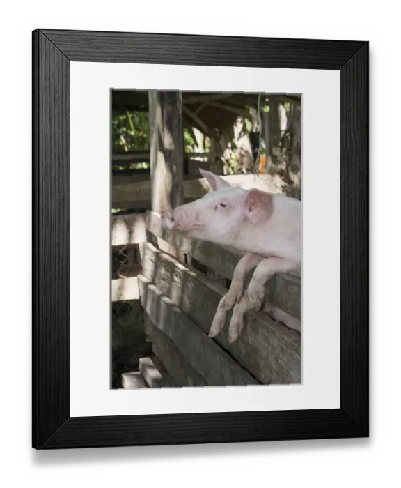 Framed Print : Melanesia, Solomon Islands, Guadalcanal Island, capital city of Honiara. Kakabona Cultural Village