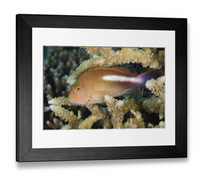 Framed Print : Arc-eye Hawkfish (Paracirrhites arcatus), Rainbow Reef, Fiji. South Pacific Framed Print : Arc-eye Hawkfish (Paracirrhites arcatus), Rainbow Reef, Fiji. South Pacific
