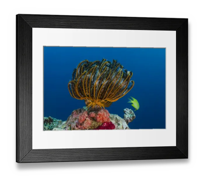 Framed Print : Bennetts Feather Star (Oxycomanthus bennetti), Rainbow Reef, Fiji. South Pacific Framed Print : Bennetts Feather Star (Oxycomanthus bennetti), Rainbow Reef, Fiji. South Pacific