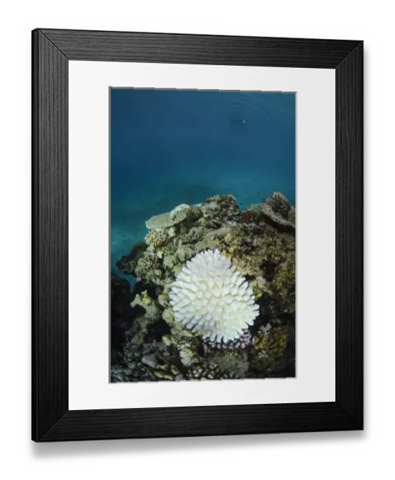 Framed Print : Bleached Coral, Fiji. South Pacific