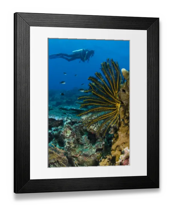 Framed Print : Bennetts Feather Star (Oxycomanthus bennetti), Rainbow Reef, Fiji. South Pacific