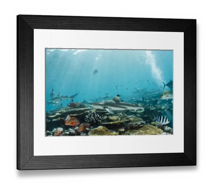 Framed Print : Blacktip Reef Shark (Carcharhinus melanopterus), In shallow water on coral reef, Benga Lagoon