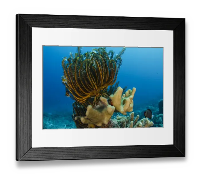 Framed Print : Bennetts Feather Star (Oxycomanthus bennetti), Rainbow Reef, Fiji. South Pacific Framed Print : Bennetts Feather Star (Oxycomanthus bennetti), Rainbow Reef, Fiji. South Pacific