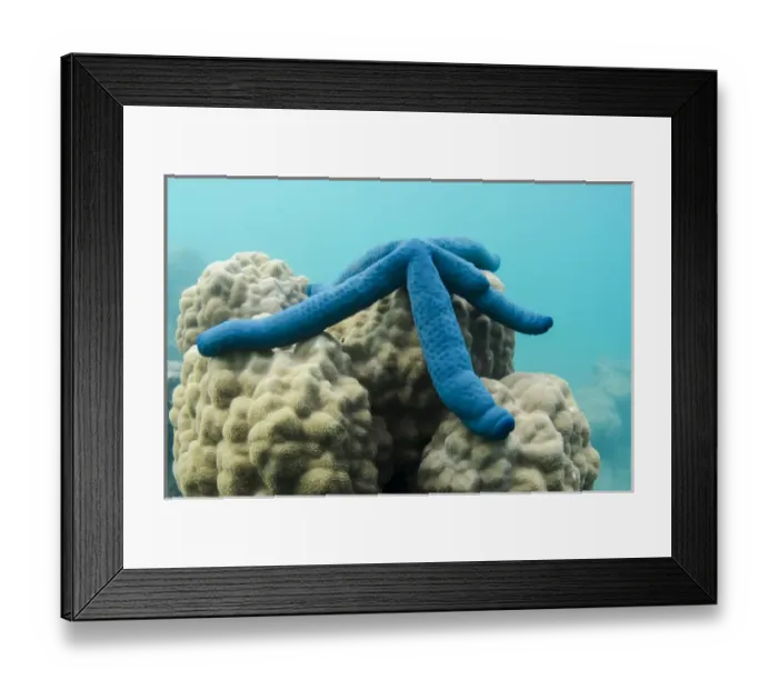 Framed Print : Blue Sea Star (Linckia laevigata), on coral reef, Fiji. South Pacific Framed Print : Blue Sea Star (Linckia laevigata), on coral reef, Fiji. South Pacific