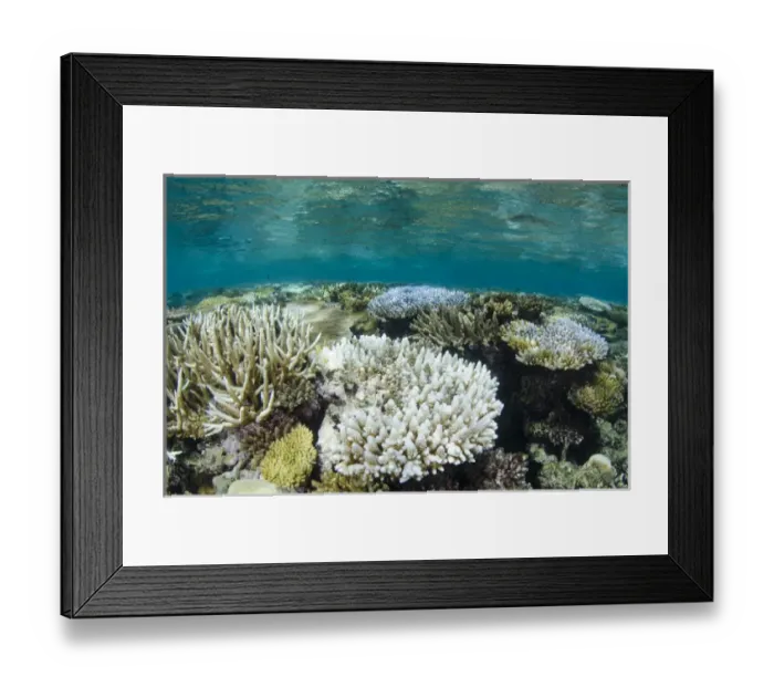 Framed Print : Bleached Coral, Fiji. South Pacific Framed Print : Bleached Coral, Fiji. South Pacific