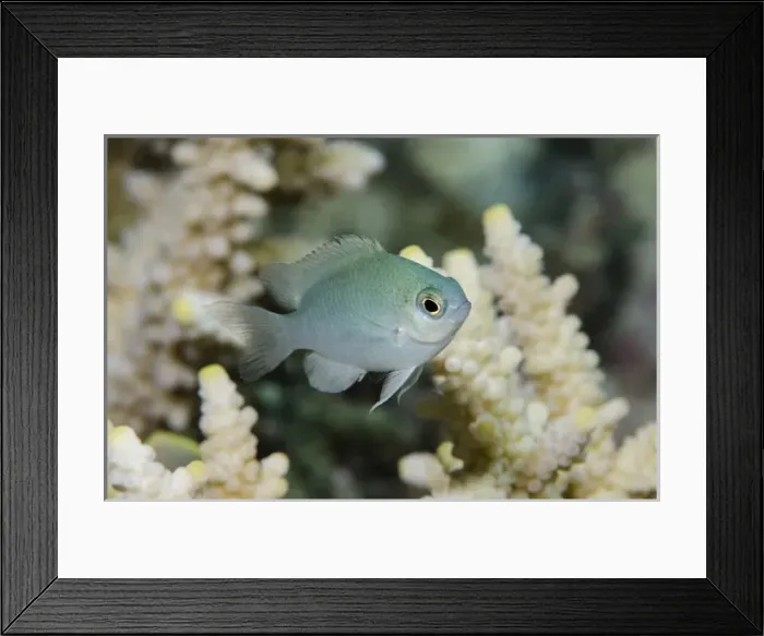 Framed Print : Blue-green Chromis (Chromis viridis), Rainbow Reef, Fiji. South Pacific Framed Print : Blue-green Chromis (Chromis viridis), Rainbow Reef, Fiji. South Pacific